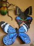 Can Bugs be Art 04